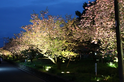 夜桜