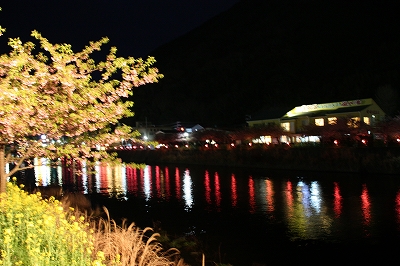 夜の川と河津桜