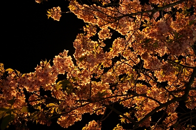 夜桜