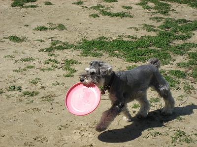 フリスビー犬