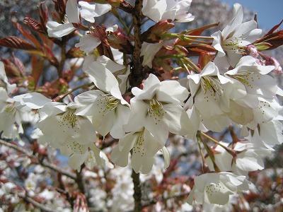 大桜