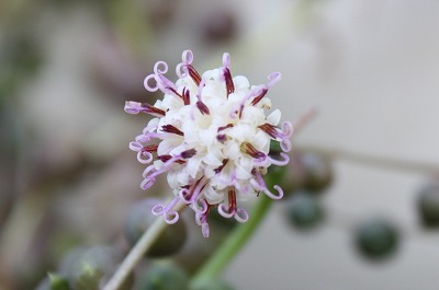 グリーンネックレスの花