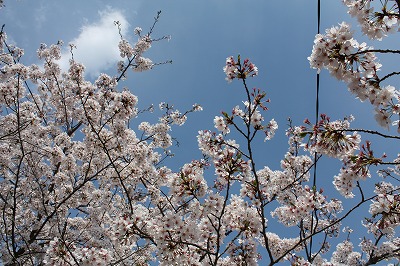 桜