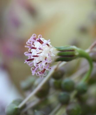 グリーンネックレスの花