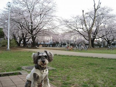 お花見？