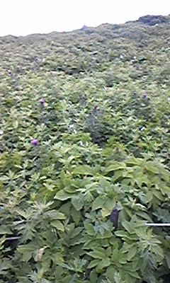 伊吹山5.jpg
