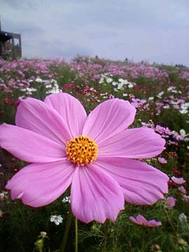 コスモス（庄原）.jpg
