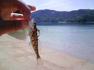 ５／１６キス釣り２.jpg