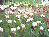 tulip10