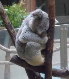 koala