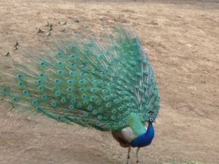 peacock