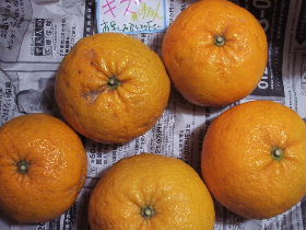 ポットハウス甘夏キズ