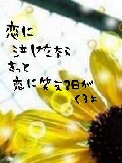 ひまわり恋.jpg