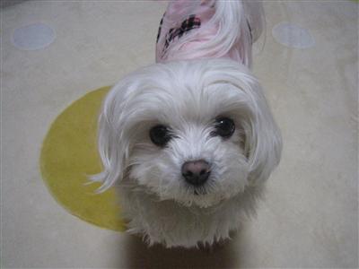 ともかくかわいい