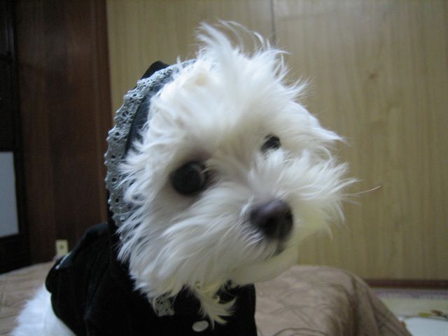 黒ずきんちゃん