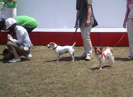 DogFesta3
