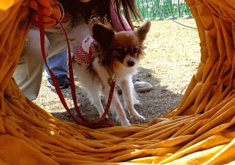 DogFesta10