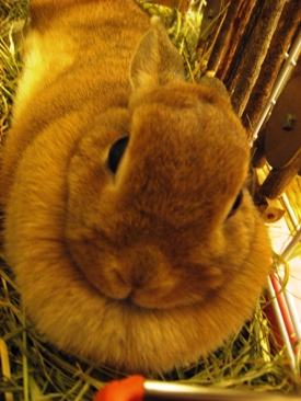 夏はやっぱりお昼ねよ