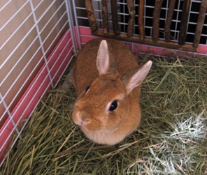 家にいなくなるのは寂しいけれど・・・