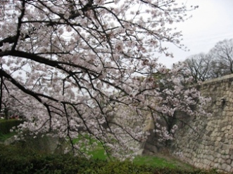 お堀の桜