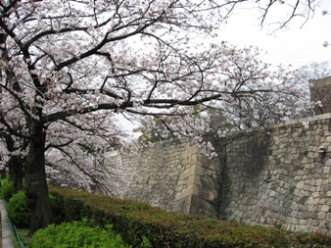 お堀沿いの桜