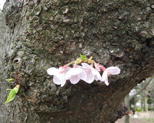 小さな桜