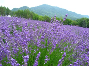 ラベンダー