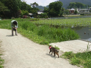 猫散歩