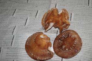 071228_mashroom