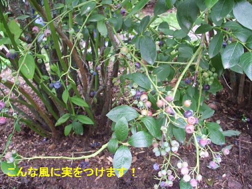 ベリー１.JPG