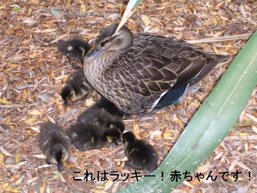 コピー ～ DSCF3493.JPG