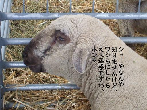 哀愁の羊.JPG