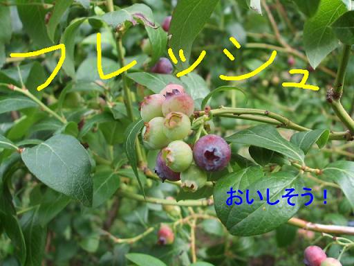 ベリー２.JPG