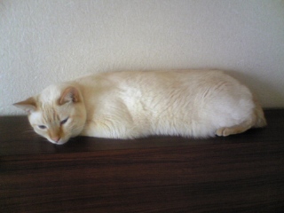 つちのこ～