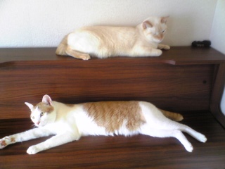 ２猫で～