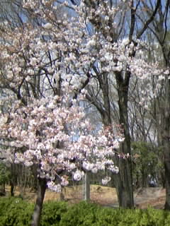 古墳の桜