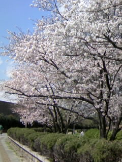 桜