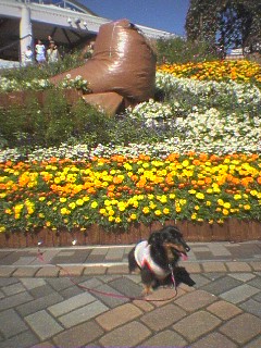 2006.10.8　花の前にて