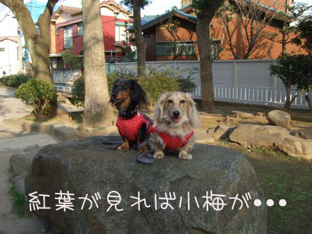 紅葉が見れば.jpg