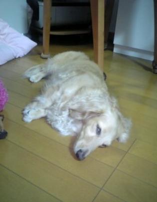 床の上がいいわ～☆