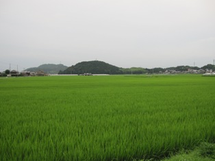 見渡す限りの田んぼ