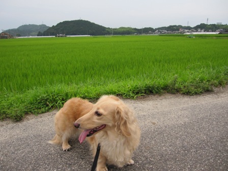 田んぼの散歩道