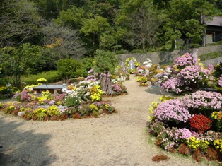 菊の庭園