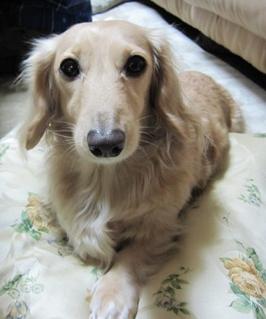 ワタチもパン。