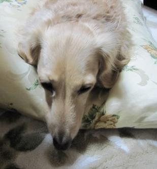 ワタチもパンです？？