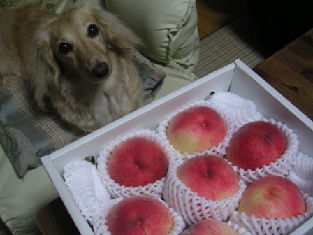 桃頂きましたぁ。