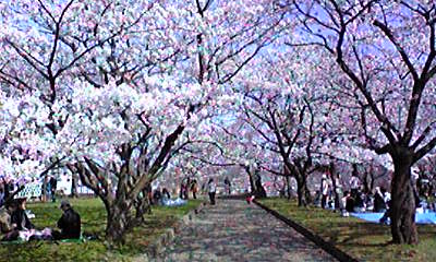 桜のアーチ