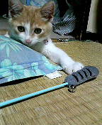 猫じゃらし.jpg