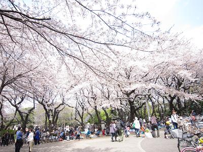 2011飛鳥山公園１w.jpg