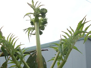 DSC03060.jpg
